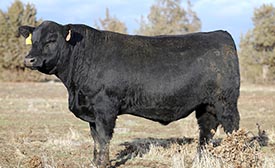 BAR CK TEBOW 1006X BAR CK TEBOW 1006X BAR CK NO EQUAL 4118B