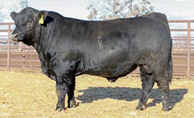 BAR CK TEBOW 1006X BAR CK TEBOW 1006X BAR CK PENDLETON 7028
