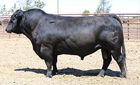 BAR CK TEBOW 1006X BAR CK TEBOW 1006X KBHR QUIGLEY C154