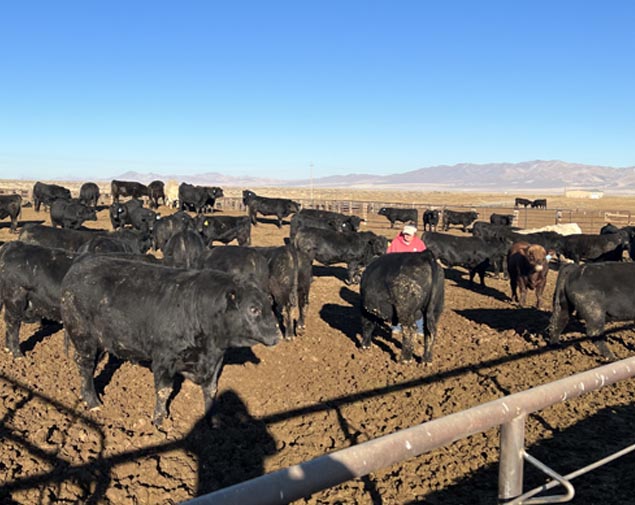 Bar CK Cattle Company Simmental SimAngus Cattle
