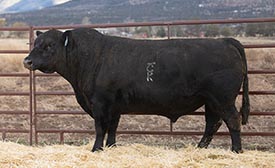 BAR CK RIFLEMAN 1093J